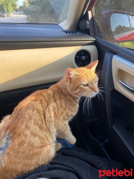 Tekir Kedi, Kedi  Turunç fotoğrafı