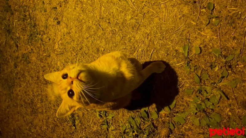 Tekir Kedi, Kedi  Turunç fotoğrafı