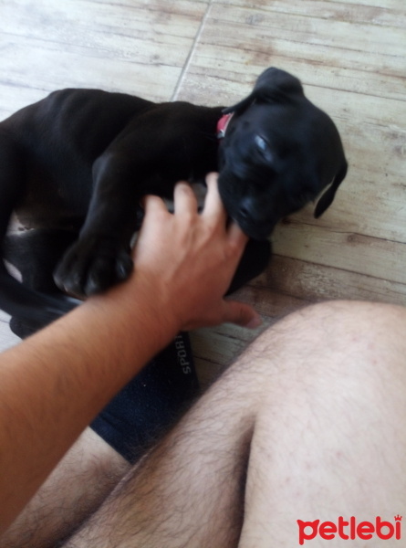 Cane Corso Italiano, Köpek  Marj Jane fotoğrafı