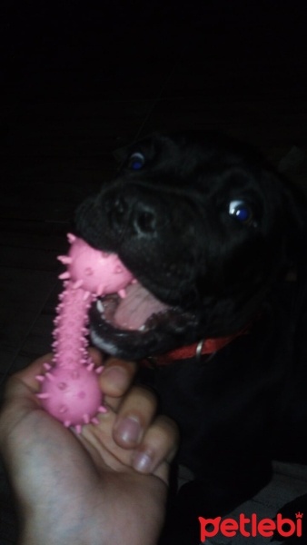 Cane Corso Italiano, Köpek  Marj Jane fotoğrafı