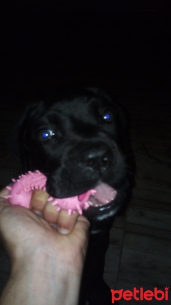 Cane Corso Italiano, Köpek  Marj Jane fotoğrafı
