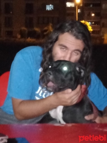 Cane Corso Italiano, Köpek  Marj Jane fotoğrafı
