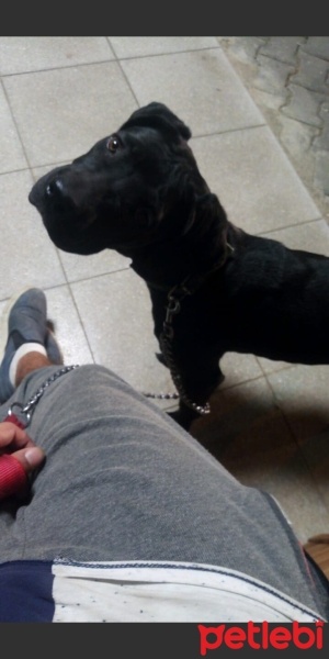 Cane Corso Italiano, Köpek  Marj Jane fotoğrafı