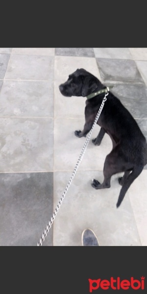 Cane Corso Italiano, Köpek  Marj Jane fotoğrafı