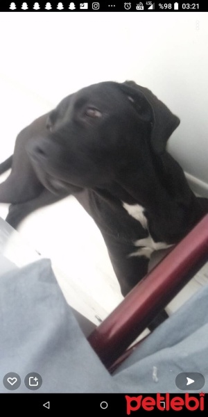 Cane Corso Italiano, Köpek  Marj Jane fotoğrafı