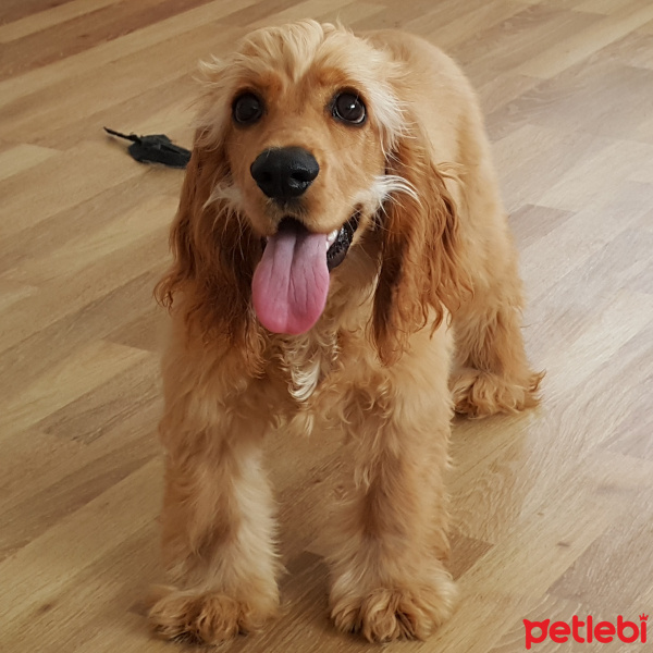 İngiliz Cocker Spaniel, Köpek  Joe cocker  fotoğrafı