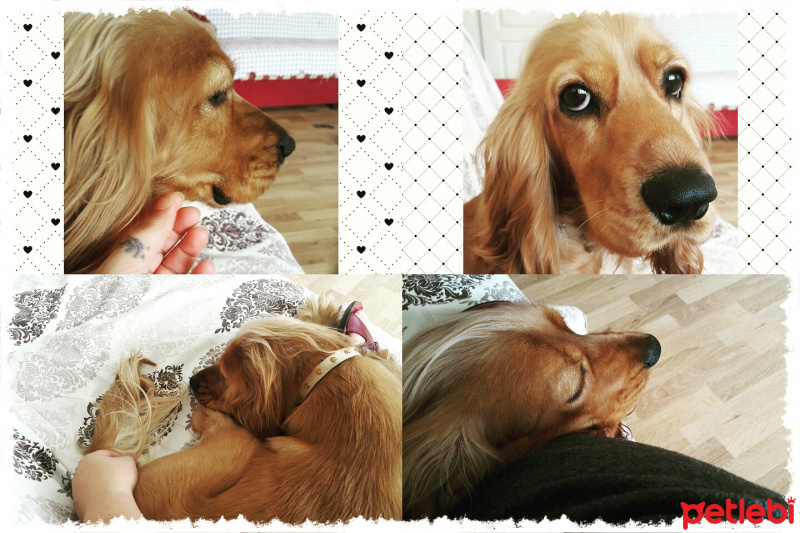İngiliz Cocker Spaniel, Köpek  Joe cocker  fotoğrafı