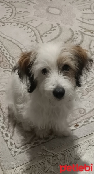 Jack Russell Terrier, Köpek  BERDUŞ fotoğrafı