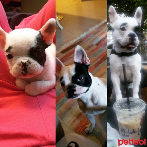 Fransız Bulldog, Köpek  barbaros fotoğrafı