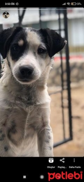 Avustralya Terrier, Köpek  Diego fotoğrafı