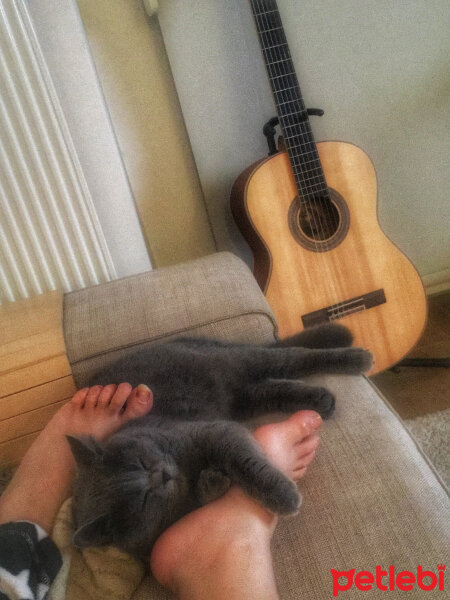 British Shorthair, Kedi  Ateş fotoğrafı