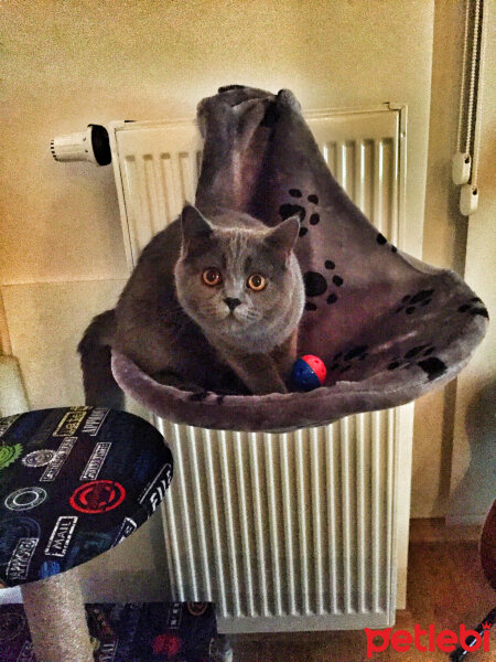 British Shorthair, Kedi  Ateş fotoğrafı