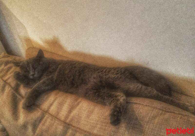 British Shorthair, Kedi  Ateş fotoğrafı