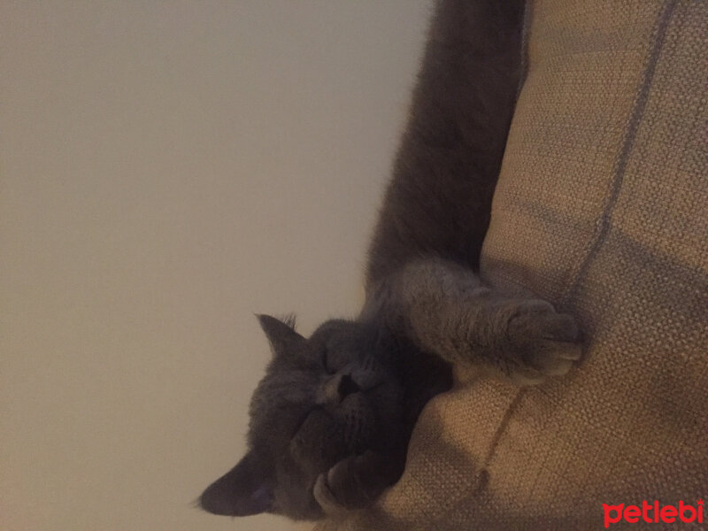 British Shorthair, Kedi  Ateş fotoğrafı