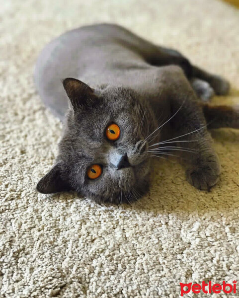 British Shorthair, Kedi  Ateş fotoğrafı