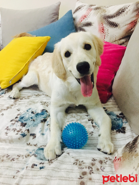 Golden Retriever, Köpek  huzur fotoğrafı