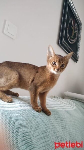 Abyssinian, Kedi  SOFIA fotoğrafı