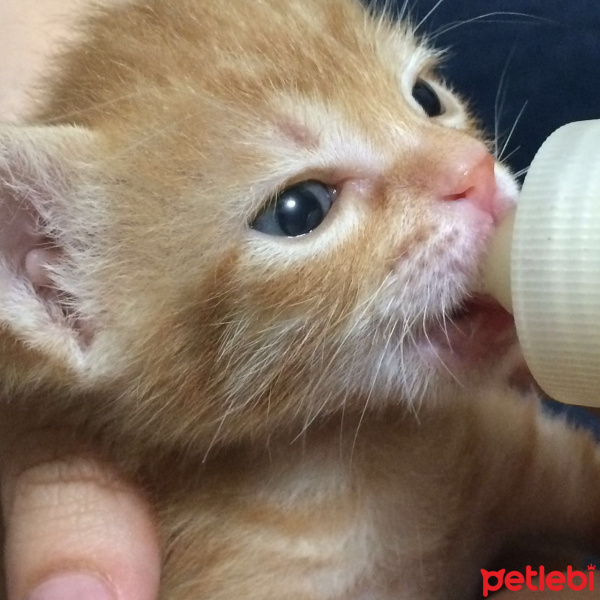 Tekir Kedi, Kedi  şeker fotoğrafı