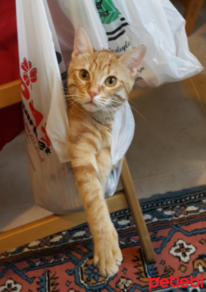 Tekir Kedi, Kedi  şeker fotoğrafı