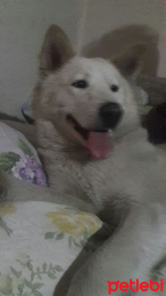 Alaskan Malamute, Köpek  ICE fotoğrafı