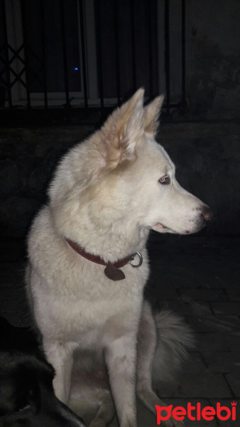 Alaskan Malamute, Köpek  ICE fotoğrafı