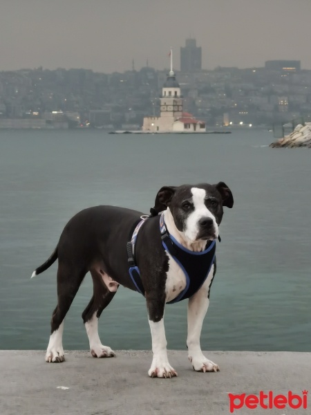 Amerikan Staffordshire Terrier, Köpek  Chucky fotoğrafı