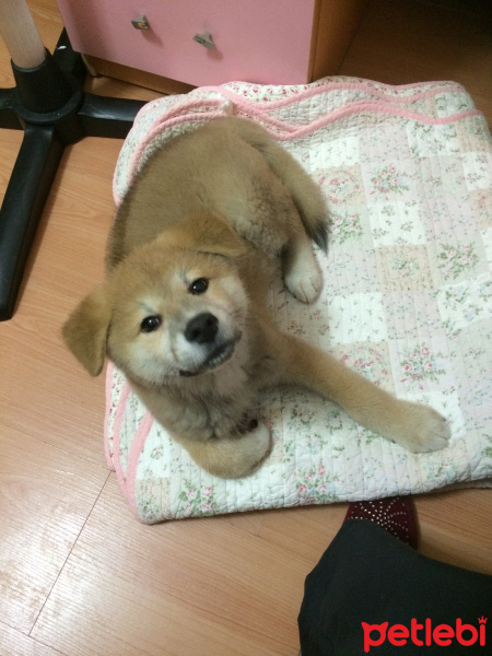 Akita İnu, Köpek  ARTHUR fotoğrafı
