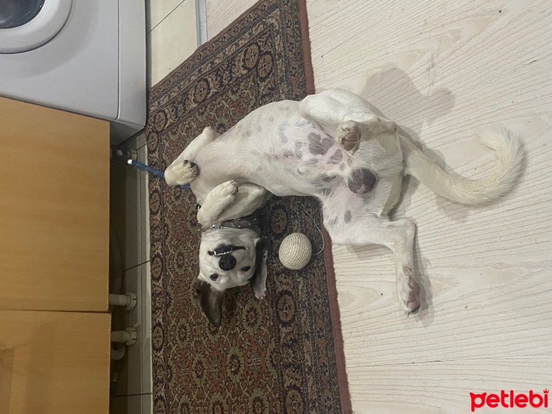Jack Russell Terrier, Köpek  Russell fotoğrafı