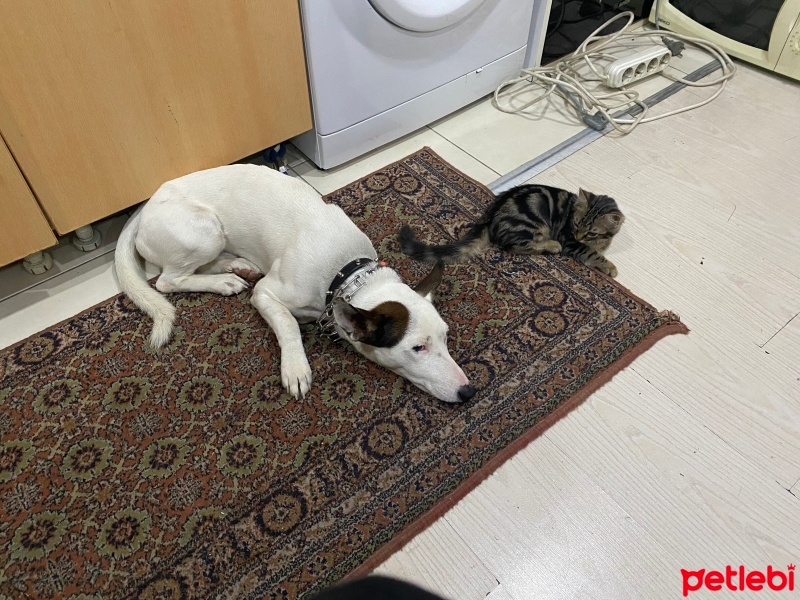 Jack Russell Terrier, Köpek  Russell fotoğrafı