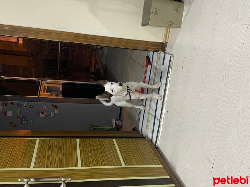 Jack Russell Terrier, Köpek  Russell fotoğrafı