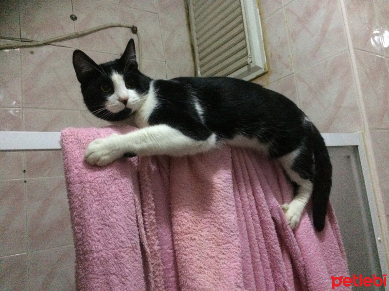 Tuxedo (Smokin) Kedi, Kedi  ZEUS fotoğrafı