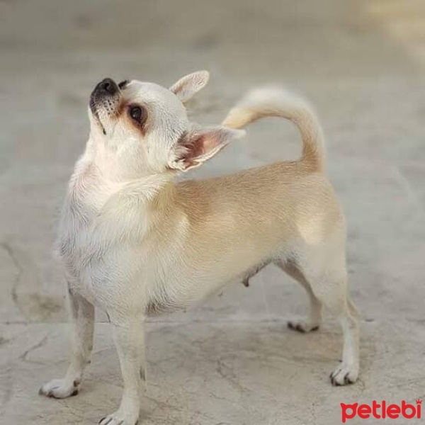 Chihuahua, Köpek  Bulut fotoğrafı