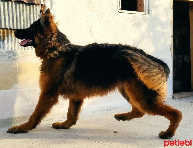 Alman Çoban Köpeği, Köpek  Börte fotoğrafı