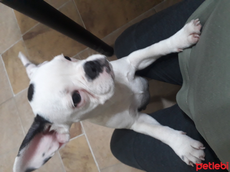 Fransız Bulldog, Köpek  Tokyo fotoğrafı