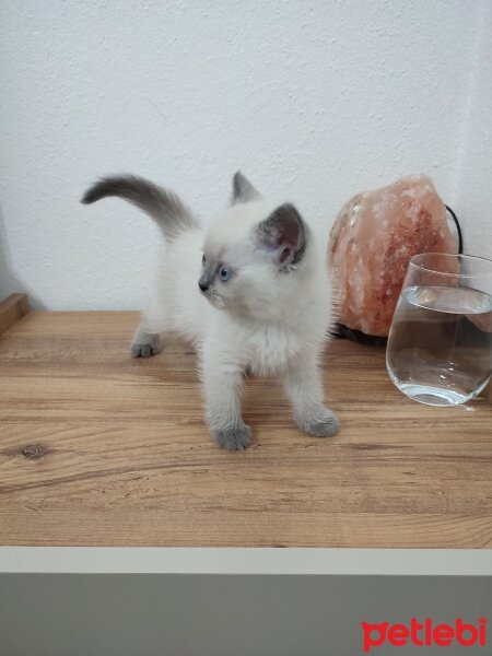 British Shorthair, Kedi  Luna fotoğrafı