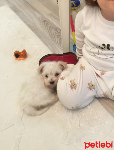 Maltese, Köpek  Papyon fotoğrafı