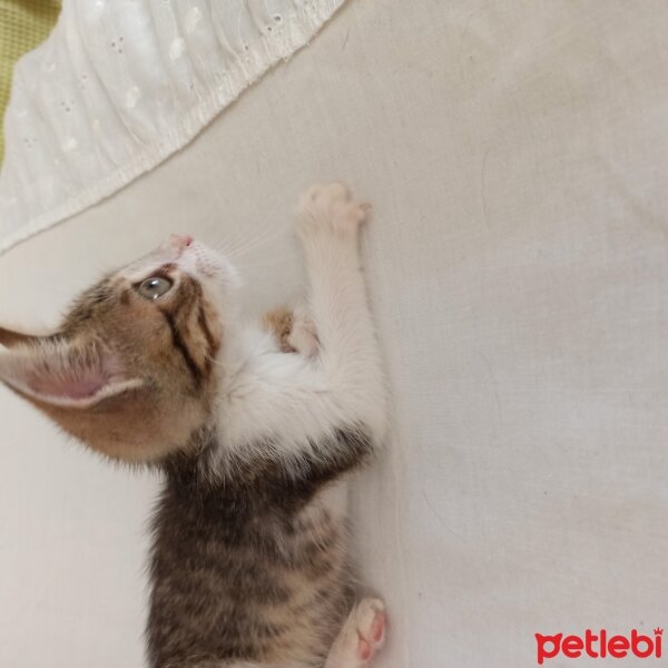 Tekir Kedi, Kedi  ODİN fotoğrafı