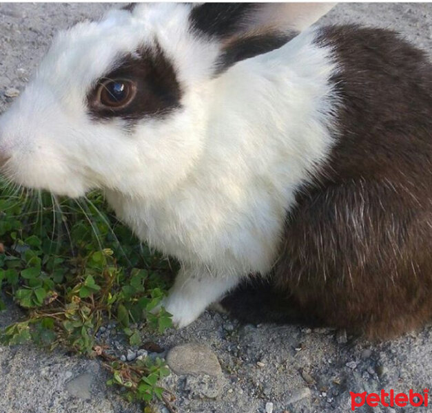  Kemirgen  Afacan fotoğrafı