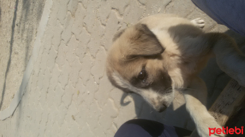 Sokö (Sokak Köpeği), Köpek  patik fotoğrafı