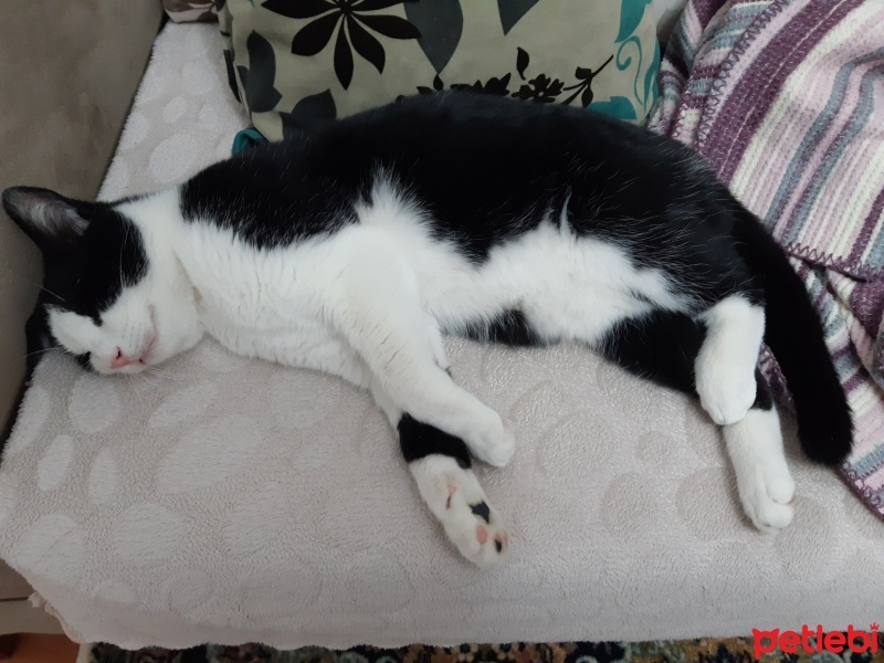Tekir Kedi, Kedi  Cesur fotoğrafı