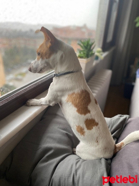 Jack Russell Terrier, Köpek  Luna fotoğrafı