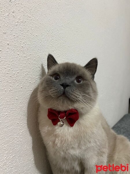 British Shorthair, Kedi  DUMAN fotoğrafı