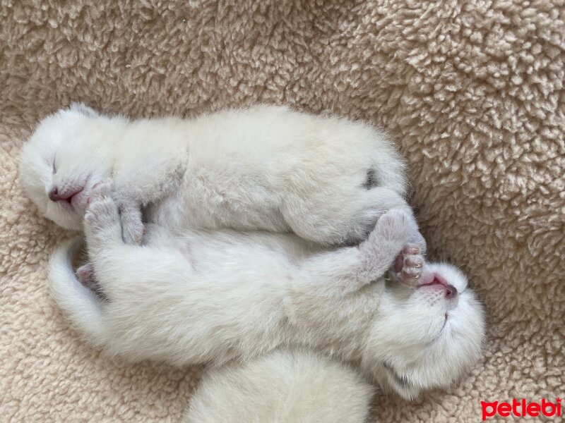 British Shorthair, Kedi  DUMAN fotoğrafı