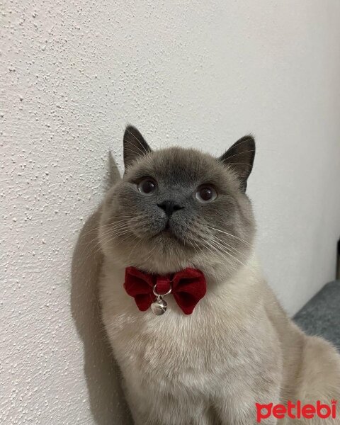 British Shorthair, Kedi  DUMAN fotoğrafı