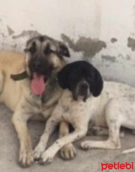 Kangal, Köpek  Babos fotoğrafı