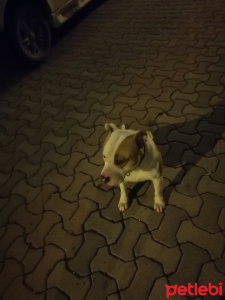 Amerikan Staffordshire Terrier, Köpek  Pablo orjinal amstaff erkek fotoğrafı
