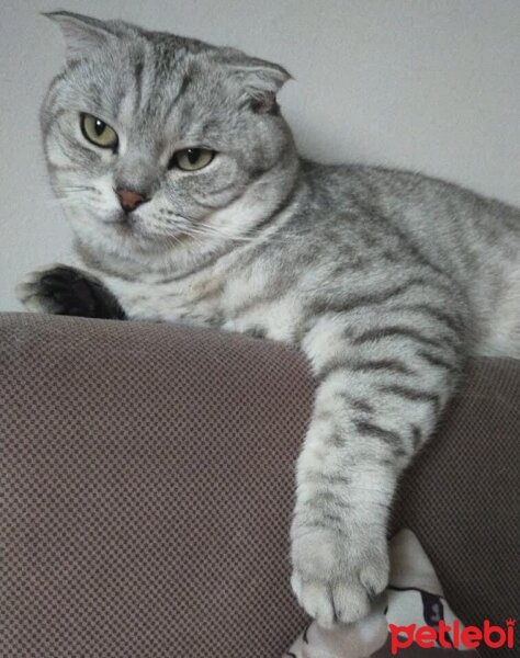 Scottish Fold, Kedi  Osman fotoğrafı