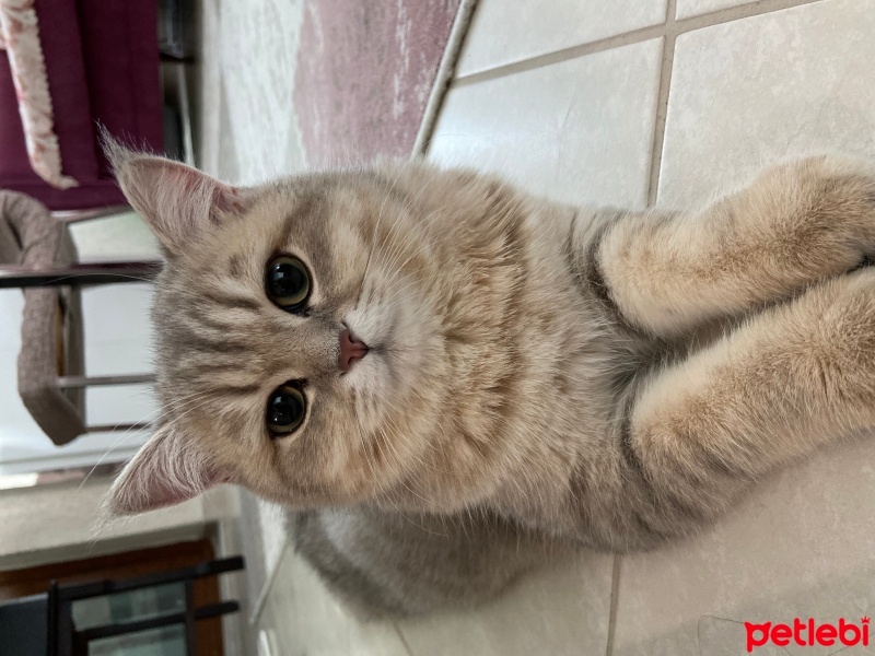 British Shorthair, Kedi  Şanslı fotoğrafı
