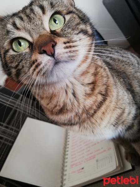 Tekir Kedi, Kedi  Fiona fotoğrafı