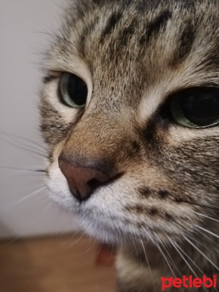 Tekir Kedi, Kedi  Fiona fotoğrafı